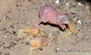 Parasitic chicks in other birds' nests 'exercise' in the egg to get