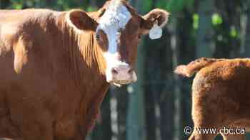 Beef a bigger challenge than oil and gas when it comes to tackling methane emissions, experts say
