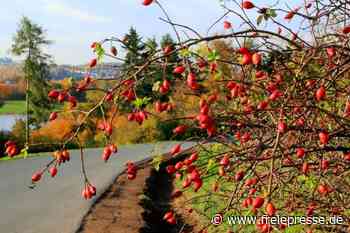Hagebutten-Vielfalt im Vogtland gilt in Sachsen als einmalig - Freie Presse