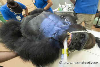 Gorilla Undergoes Extensive Exams at Zoo Miami