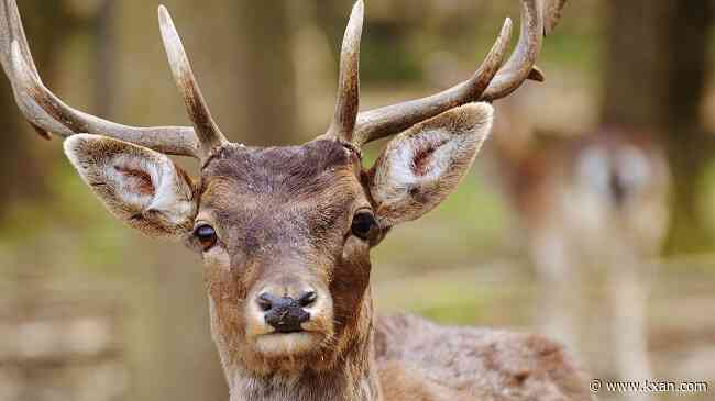 AAA: Be more aware on the roads as deer mating season begins