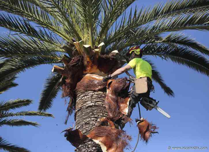 J’habite une résidence juste devant la plage de l'Ilette à Antibes et les palmiers cachent la vue mer, pourquoi ne pas les couper?