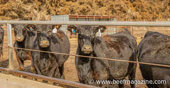 Ear tags detect signs of cattle heat, stress