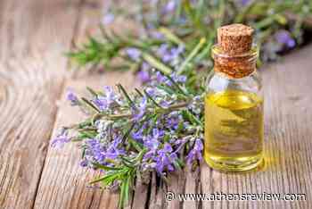 Master Gardener:The versatility of rosemary | News | athensreview.com - Athens Daily Review