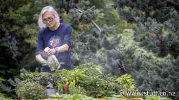 The grey-haired US gardener with a hot pepper obsession - Stuff.co.nz