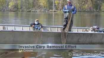Invasive carp search and removal efforts in La Crosse - WXOW.com