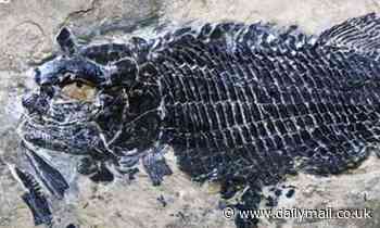 Oldest specimens of an extinct bony fish that lived 244 million years ago are discovered in China