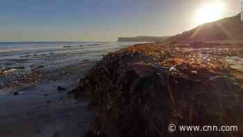 Thousands of dead sea creatures are washing up on English beaches