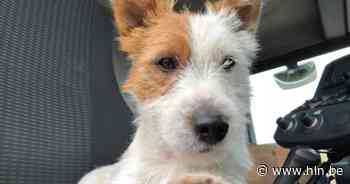 Proces rond dood hondje Dribbel uitgesteld | Lokeren | hln.be - Het Laatste Nieuws