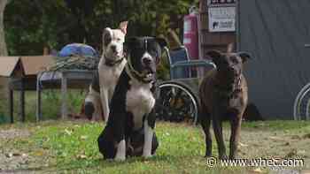 Dogs confiscated in Rush after attack on pizza delivery man