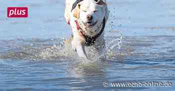 Wo Hunde in Heppenheim künftig planschen könnten - Echo Online