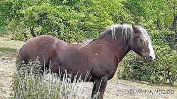 Essen: Überraschende Wende in einem Fall von Pferdediebstahl - Westdeutsche Allgemeine Zeitung