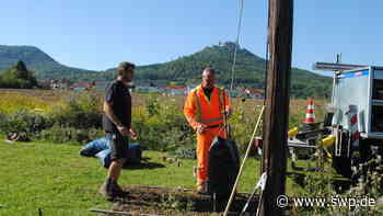 Nestbau in Boll: Jetzt können Störche kommen - SWP