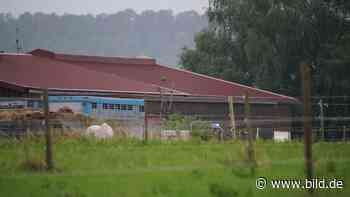 Bad Boll: Heuballen begräbt Kind (9) unter sich - Lebensgefahr - BILD
