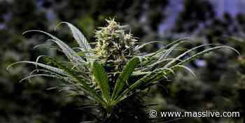 Rhode Island schedules medical cannabis dispensary lottery - MassLive.com