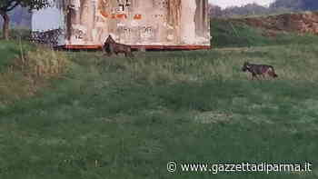 Fotografati due lupi, uno aveva in bocca un cagnolino - Gazzetta di Parma