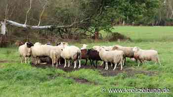 Tote Schafe liegen weit verstreut im Sulinger Moor - kreiszeitung.de
