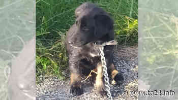 Sora – Cucciolo salvo grazie ai vigili del fuoco, ora cerca casa - TG24.info