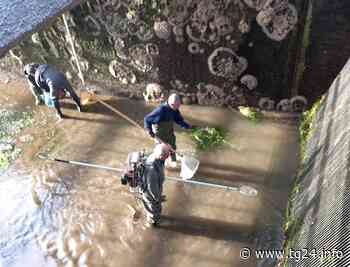 Sora / Arpino / Isola del Liri – Salvate 300 trote macrostigma spostate dal canale Tronconi al vecchio corso del Fibreno (FOTO) - TG24.info