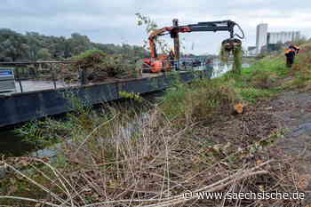 Riesa: Pflege fürs Riesaer Elbufer - Sächsische.de