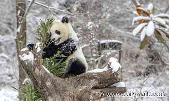 Why giant pandas are black and white: Bears evolved distinctive markings to help them camouflage