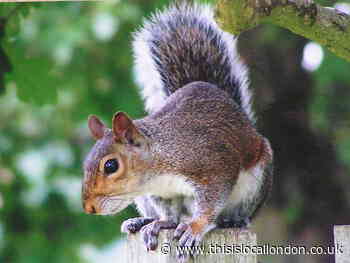Nature Notes: Wildlife is beginning to settle in for the winter