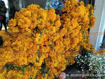 Flor de cempasúchil aumenta su precio por demanda, en Coatepec - alcalorpolitico