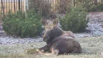Moose impaled outside Calgary, neighbours call for change to spiked metal fencing | CTV News - CTV News Calgary