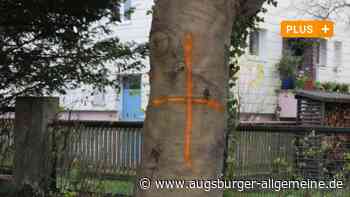 Architekt sieht Möglichkeit, geschützte Bäume am Fischertor zu retten