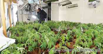 What really happens when police raid a cannabis farm in Coventry - Coventry Live