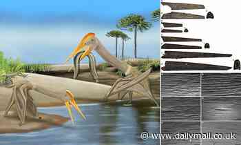 Fossils: Baby pterosaurs could fly from BIRTH and overshadowed their smaller adult rivals