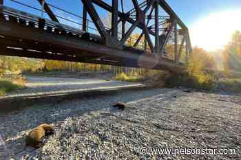 Mother grizzly, 3 cubs killed by train near Elko - Nelson Star