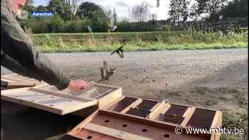 Politie Aarschot betrapt illegale vogelvanger op heterdaad in Langdorp - ROB-tv
