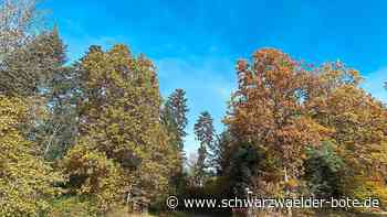 Kommunale Forstwirtschaft: Auch in  Ebhausen leidet  der  Wald