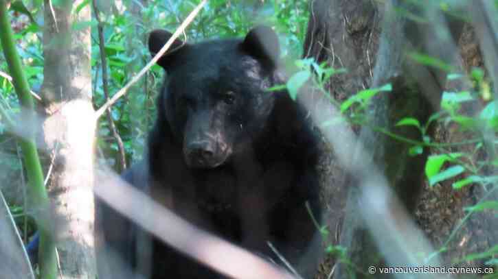 11 bears killed in Tofino, Ucluelet after breaking into structures to find garbage