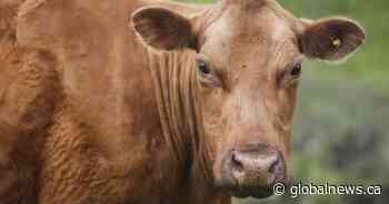 Beef a bigger challenge than oil and gas when it comes to tackling methane emissions in Canada