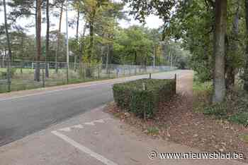 Stad Lommel trekt 600.000 euro uit voor kunstwerk “met internationale allure” in Bosland - Het Nieuwsblad