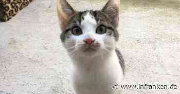 Tierheim Bamberg: Katze Mia sucht Gefährten, der ihr zeigt, "dass Menschheit nicht böse ist"