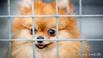 Tierheim in Ulm: Zwergspitze sind bei Pflegestellen: Veterinäramt droht Tierheim mit Klage - SWP