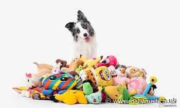 Dogs tilt their heads to help them hear and process their owner's requests more easily, study finds 