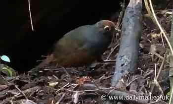 Two common birds in Patagonia regularly consume truffles, study finds 