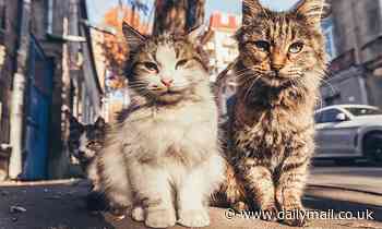 Cats: Almost a quarter of a MILLION strays are estimated to live in cities across the UK