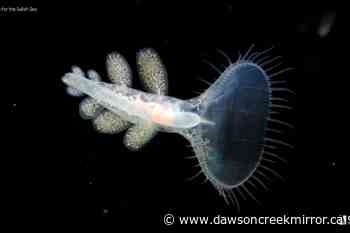 What unique creatures live in the Pacific Ocean? - Dawson Creek Mirror