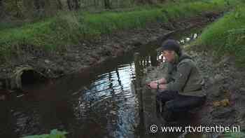 Natuurlijk gedrag bever leidt tot gevaarlijke situatie - RTV Drenthe
