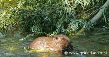 Bever houdt woon/werk-gebouw EDGE in Eindhoven niet tegen; wel half jaar uitstel door procedure bij Raad van State - De Gelderlander