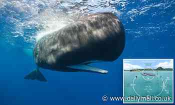 Humans could soon TALK to whales: AI is learning to decode clicking sounds made by the animals