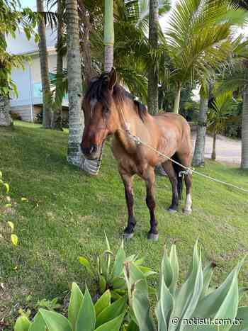 Cavalo furtado em Capivari de Baixo é recuperado em Treze de Maio - Notisul