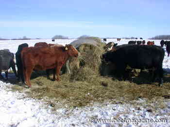 8 Considerations when choosing winter feeding spot