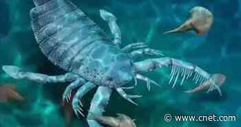 This giant 400 million-year-old scorpion measured more than 3 feet long     - CNET