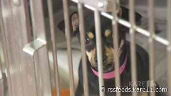 Animal Humane Society to temporarily pause services Nov. 1-7